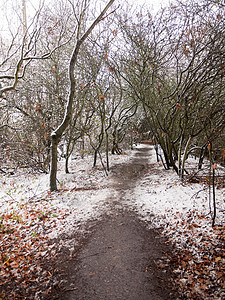 冬季国家森林路线 野生树枝形木头降雪场景季节天空荒野旅游树木公园树干图片