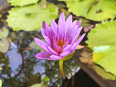 花朵在花园里盛开紫色踏板黄色植物黑色花卉绿色池塘背景图片