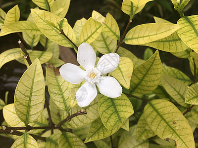 的白花植物叶子梅花圆锥花序香味白色化妆品缎木花粉情调图片