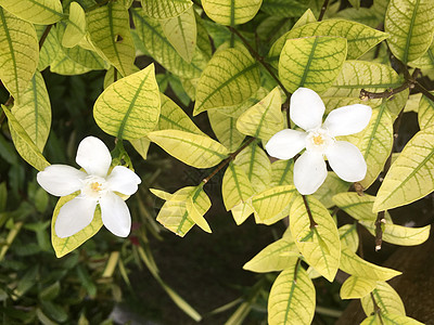 的白花叶子荒野花瓣白色香味圆锥花序花粉美丽梅花异国图片