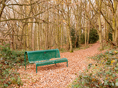 绿林公共绿林 空独孤树 秋冬秋场景小路森林季节椅子孤独花园落叶城市娱乐图片