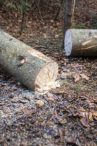 森林中砍伐的木柴树干叶子森林边缘工作图片