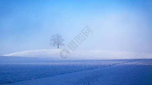 美丽的冬季风景和一棵树白色孤独情绪蓝色季节天空薄雾场地爬坡图片