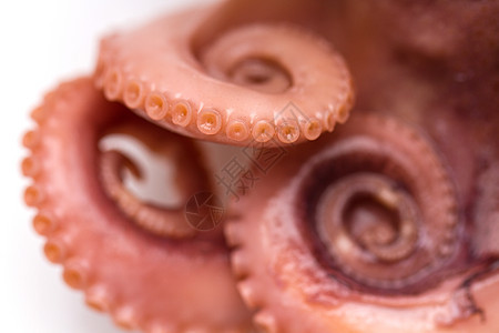 孤立白背景上的八角触手螺旋海鲜生活墨水宏观海洋头足类食物烹饪图片