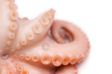 孤立白背景上的八角生物海鲜生活螺旋头足类食物海洋小吃墨水宏观图片