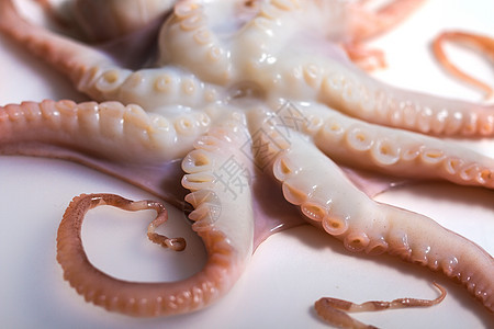 孤立白背景上的八角食物头足类美食海鲜烹饪动物营养小吃触手海洋图片