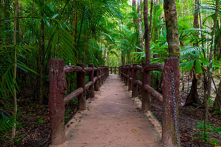 泰国Krabi丛林中美丽的徒步足迹图片