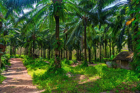 在Tha的一个椰子农场上阳光明媚的一天 棕榈树枝叶图片