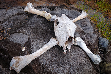 马头骨和骨头农村颅骨奶牛沙漠海盗哺乳动物环境公园地面危险图片
