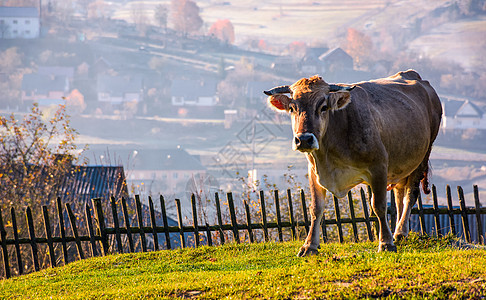 在山坡的栅栏附近 牛爬上山丘上坡爬坡乡村农业风景动物木材地区邻里农村图片