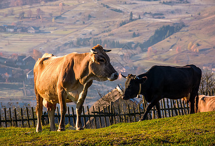 在山坡的栅栏附近 牛爬上山丘爬坡乡村邻里上坡村庄农业动物木材风景农村图片