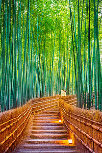 日本京都的竹林地标寺庙场景植物花园生长木头栅栏小路树木图片