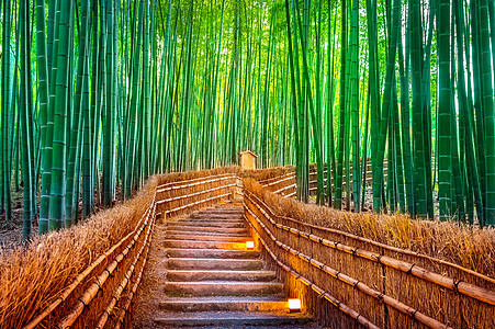 日本京都的竹林地标小路森林叶子街道生长树林栅栏寺庙花园图片