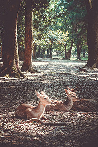 日本公园森林地标佛教徒遗产木头叶子神社荒野石头哺乳动物旅行图片