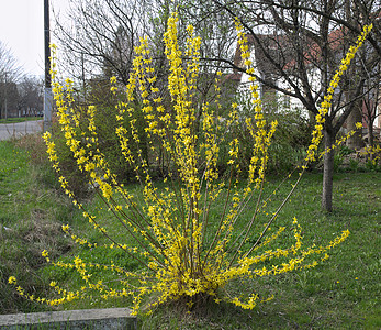 春天春花盛满黄花的布什树叶太阳公园季节阳光场地生长乡村植物群花园图片