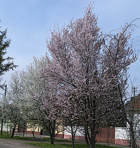 春春时 树上花朵粉红鲜花开花植物天空红色花园季节粉色公园树木房子建筑图片