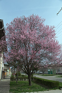 春春时 树上花朵粉红鲜花开花季节植物树木旅行农村粉色小路叶子村庄花园图片