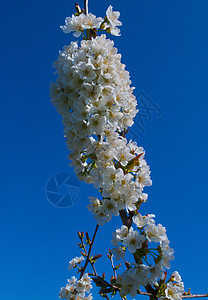 在果园开花的桃树花朵蓝色植物学花瓣天空生长植物季节绿色白色图片