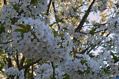 樱桃树开花绿色太阳叶子生长花园阳光蓝色树木季节植物图片