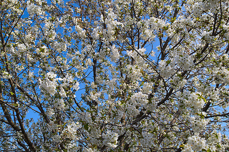 春天樱桃树开花绿色树木天空花朵植物植物群季节蓝天花瓣分支机构图片