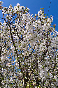 春天樱桃树开花植物生长绿色蓝色植物群植物学分支机构花瓣季节蓝天图片