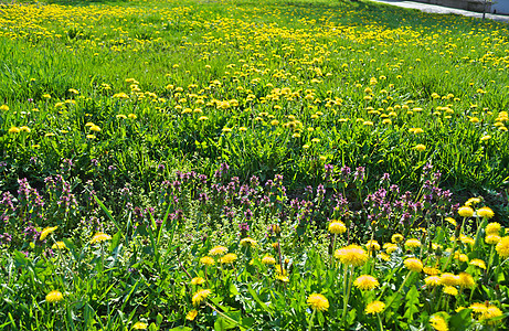 春天 在草原上花朵繁露的无数年秋天绿色天空植物学蓝色生长草地乡村农场太阳场地图片