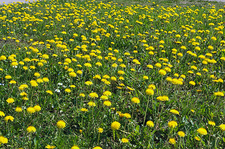 春天 在草原上花朵繁露的无数年秋天季节花瓣场地植物叶子草地绿色花园乡村植物群图片