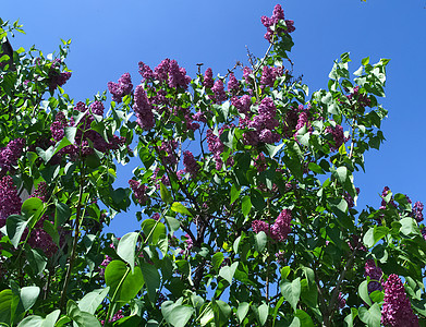 花朵盛开的花叶树植物紫色季节花园绿色树叶花瓣蓝色衬套场地图片