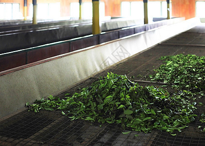斯里兰卡的锡兰茶厂树叶机器加工厂水平建筑摄影烘干输送带茶叶结构图片