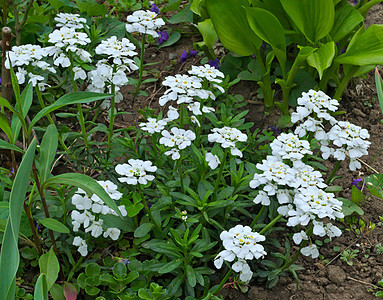 白花在花园中开花图片