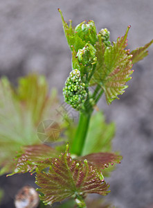 格拉比文开始种植小葡萄花园植物自然食物藤蔓叶子紫色宏观农业植物群背景图片