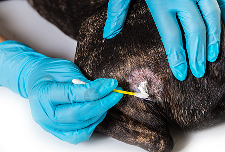 兽医治疗狗的皮肤病卫生宠物过敏毛皮疼痛斗牛犬头发皮炎麻风诊所图片