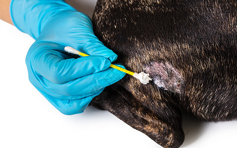兽医治疗狗的皮肤病考试医生毛皮犬类宠物皮炎动物头发卫生帮助图片