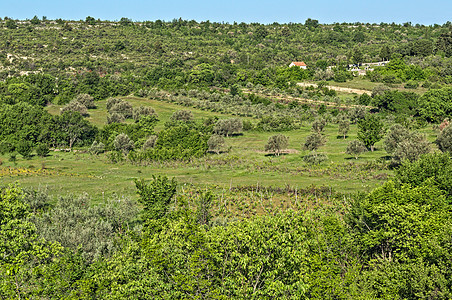 有橄榄树的山谷景色 达尔马提亚风景图片