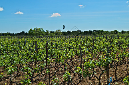 在白昼的达尔马提雅葡萄园酒厂绿色爬坡乡村植物葡萄园国家农场藤蔓天空图片