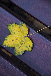 长凳上黄色秋叶图片