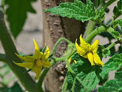 春日的青番茄花朵生长草本植物黄色植物叶子食物绿色白色蔬菜植物群图片