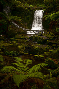 马蹄瀑布 在山田国家公园岩石瀑布公园蕨类绿色溪流苔藓森林背景薄雾图片