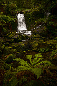 马蹄瀑布 在山田国家公园风景旅游岩石苔藓溪流薄雾森林荒野环境绿色图片