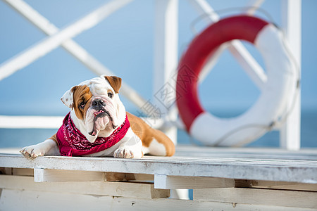 英国斗牛犬可爱的小狗 脸上有滑稽的脸 脖子上有红色的头巾 靠近救生圈的圆形漂浮物朋友动物宠物海浪海滩微笑英语生活忠诚爪子图片