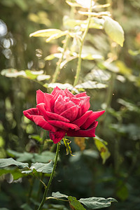 花园里的玫瑰花树叶玫瑰花瓣情人绿色植物群粉色日光图片