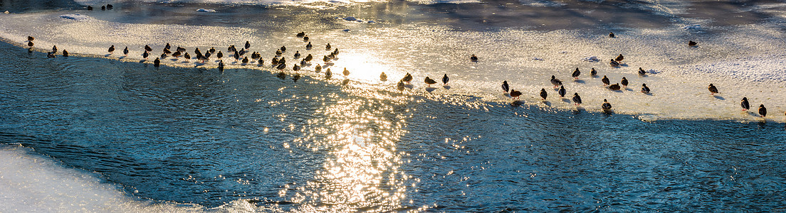 冰冷的河冰上 有鸭群起源伴奏年度荒野鸟类季节通量羽毛团体溪流背景图片