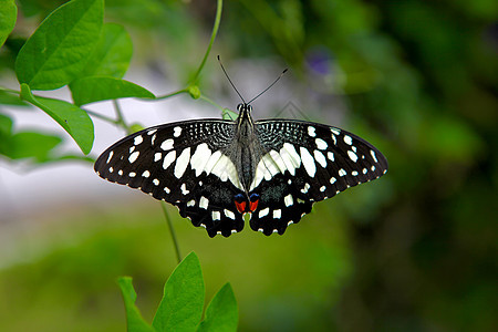 蝴蝶海军上将翅膀白色绿色叶子昆虫红色框架荒野野生动物黑色图片
