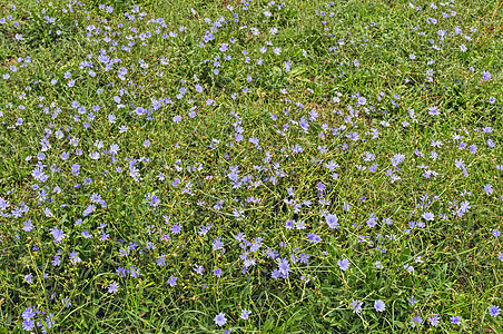 夏末充满野蓝花的田地绿色蓝色粉色叶子海葵白色植物花朵植物群花园图片