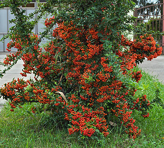 装饰性灌木满满的橘子浆果树叶公园红色植物绿色衬套季节花朵植物群房子图片