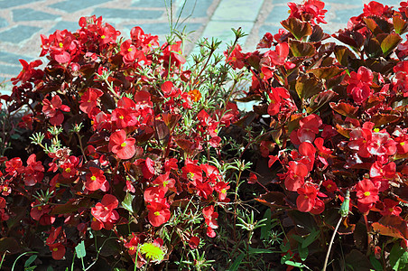 在修道院花园中盛开的红花植物 紧闭花园花瓣花朵叶子植物群粉色树叶黄色红色橙子图片