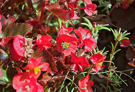 在修道院花园中盛开的红花植物 紧闭场地粉色花瓣树叶橙子红色园艺植物群季节植物学图片
