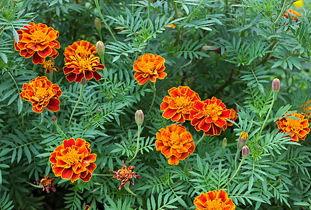 花朵在花园中盛开 鲜有橙色和黄色花朵季节植物花瓣橙子绿色场地红色植物群活力叶子图片