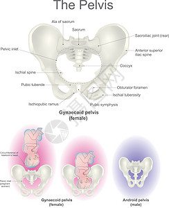 骨盆骨盆底妈妈医生尾骨女性婴儿圆周宝贝骶骨情况图片