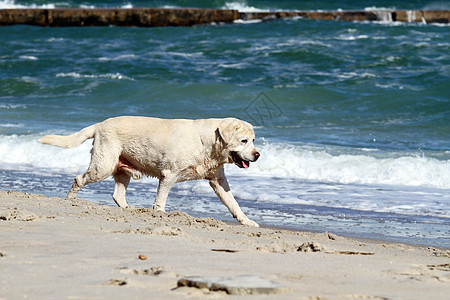 一只黄色的拉布拉多人 奔向大海太阳猎犬白色天空幸福朋友宠物海滨波浪晴天图片